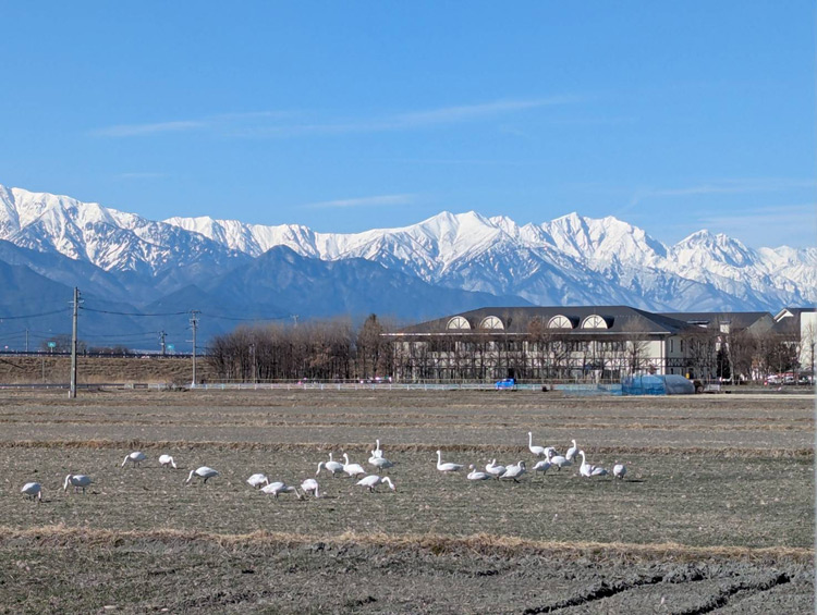 「アルプス白鳥の会」への支援