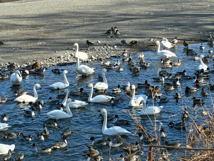 「アルプス白鳥の会」への支援